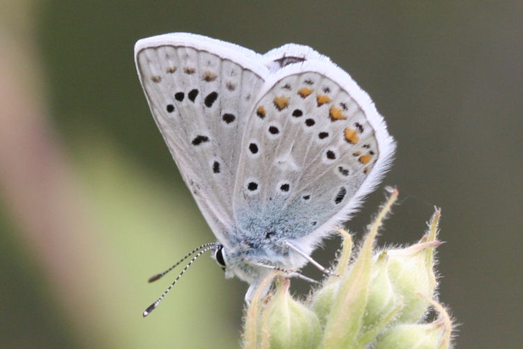 Polyommatus eros menelaos: Bild 5