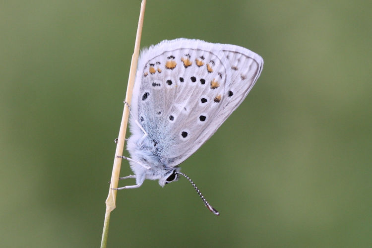 Polyommatus eros menelaos: Bild 6