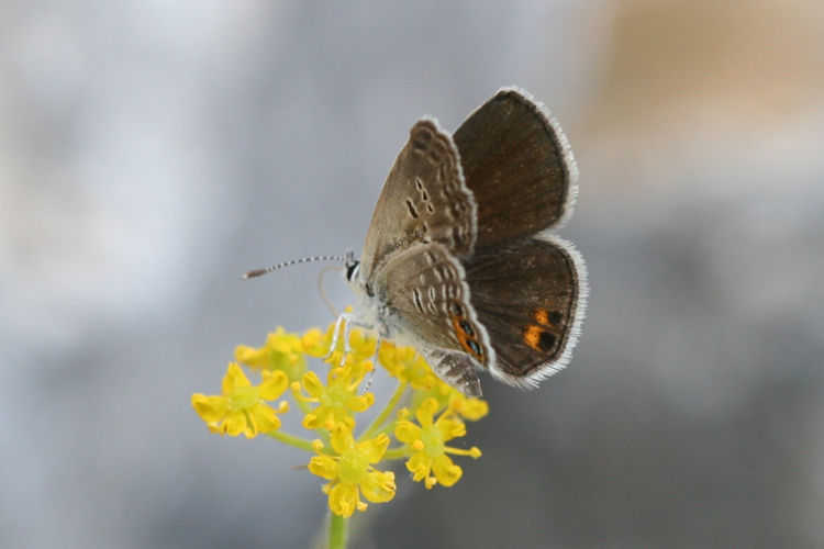 Freyeria trochylus: Bild 1