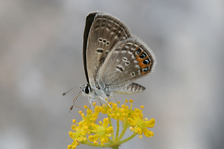 Freyeria trochylus: Bild 12