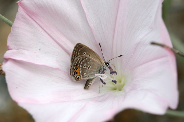 Freyeria trochylus: Bild 14