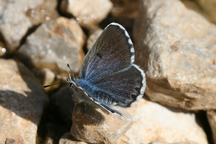 Pseudophilotes vicrama schiffermuelleri: Bild 12