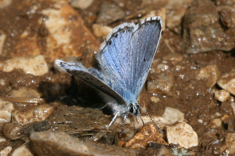 Pseudophilotes vicrama schiffermuelleri: Bild 2