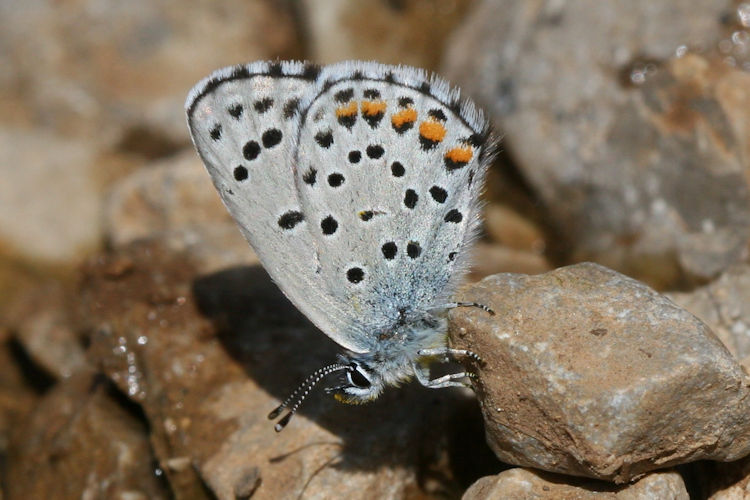 Pseudophilotes vicrama schiffermuelleri: Bild 30