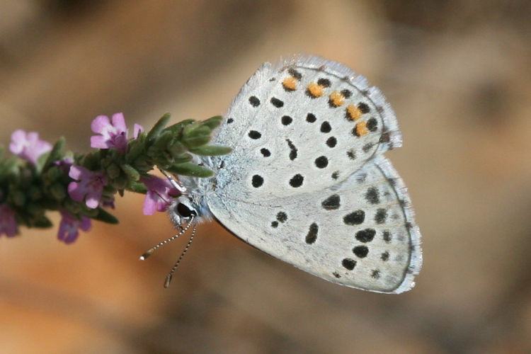 Pseudophilotes vicrama schiffermuelleri: Bild 21