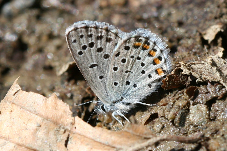 Pseudophilotes vicrama schiffermuelleri: Bild 31