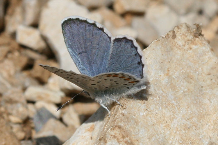 Pseudophilotes vicrama schiffermuelleri: Bild 1