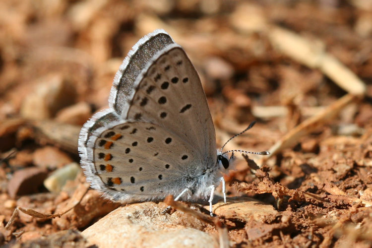 Pseudophilotes vicrama schiffermuelleri: Bild 23