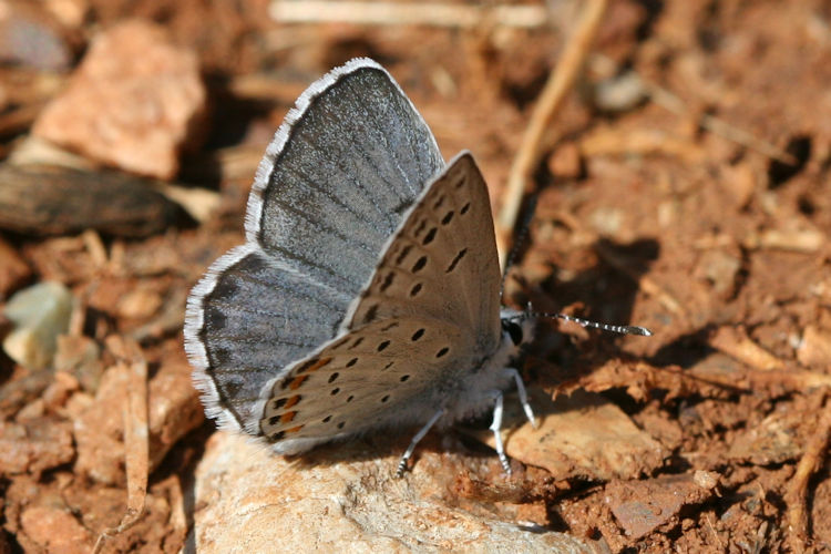 Pseudophilotes vicrama schiffermuelleri: Bild 3