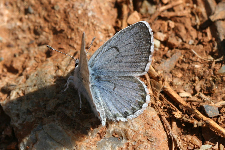 Pseudophilotes vicrama schiffermuelleri: Bild 4