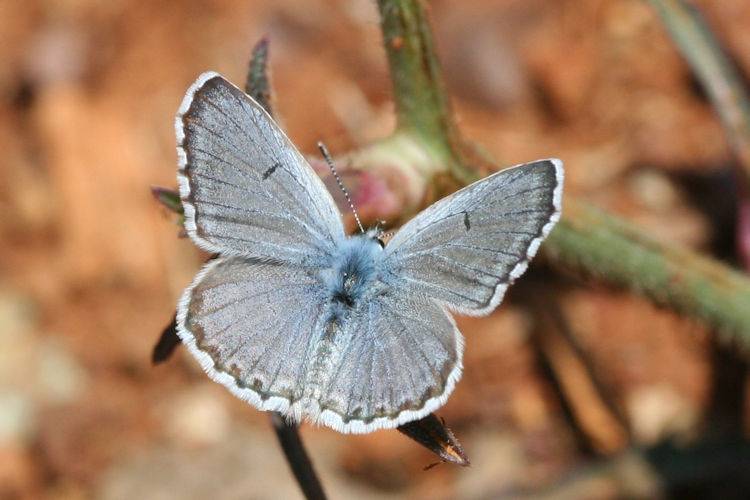 Pseudophilotes vicrama schiffermuelleri: Bild 5