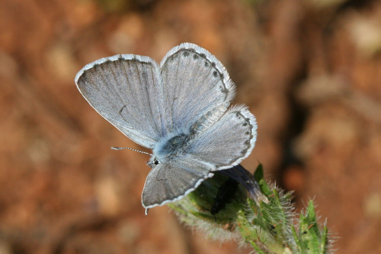 Pseudophilotes vicrama schiffermuelleri: Bild 6