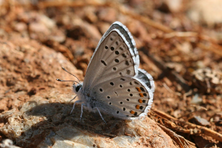 Pseudophilotes vicrama schiffermuelleri: Bild 24