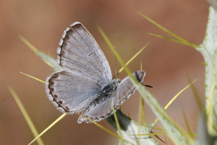 Pseudophilotes vicrama schiffermuelleri: Bild 7