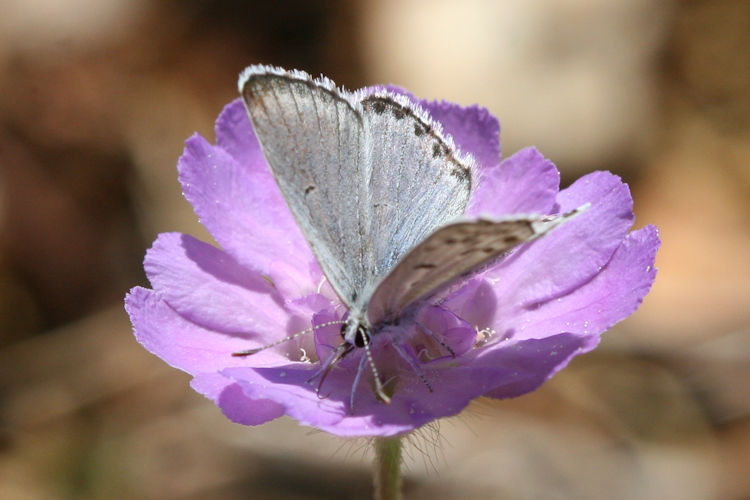 Pseudophilotes vicrama schiffermuelleri: Bild 8