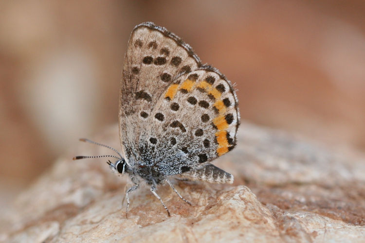 Pseudophilotes bavius casimiri: Bild 4