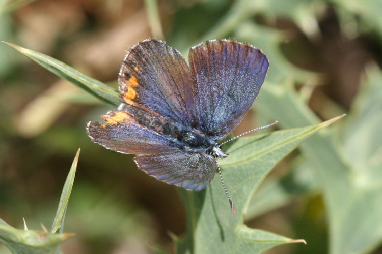 Pseudophilotes bavius casimiri: Bild 2