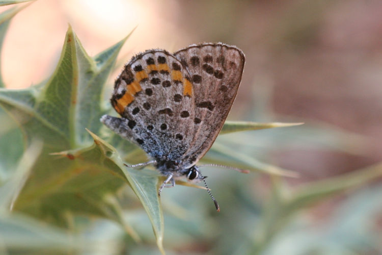 Pseudophilotes bavius casimiri: Bild 5