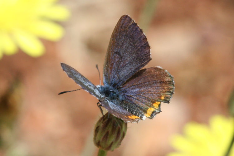 Pseudophilotes bavius casimiri: Bild 3