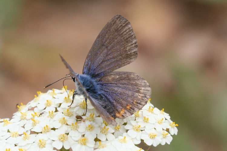 Pseudophilotes bavius macedonica: Bild 1