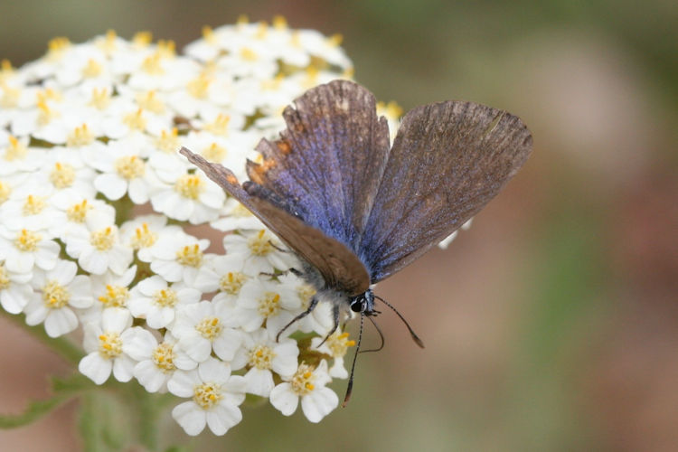 Pseudophilotes bavius macedonica: Bild 2