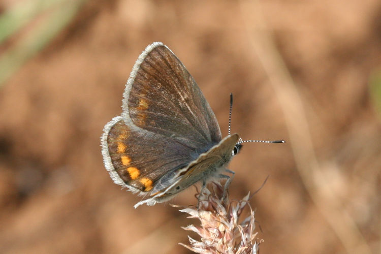 Kretania sephirus: Bild 4