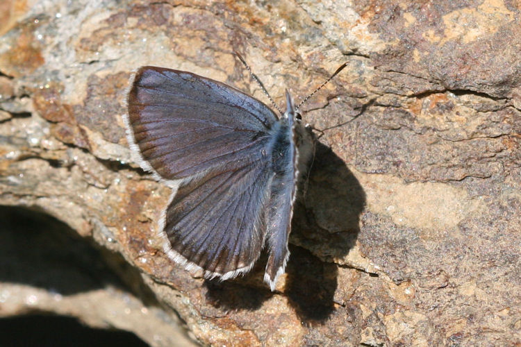Plebejus trappi: Bild 1