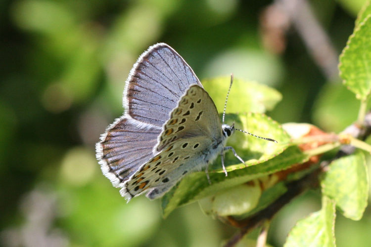 Plebejus trappi: Bild 5