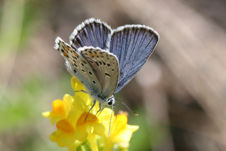 Plebejus trappi: Bild 6