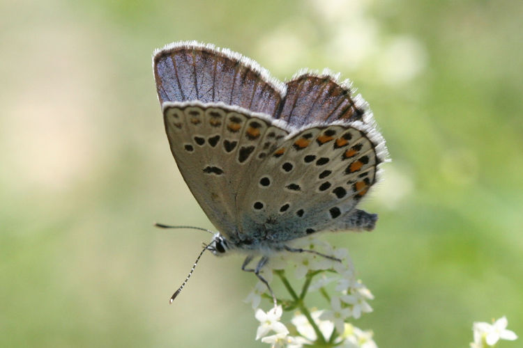 Plebejus trappi: Bild 7
