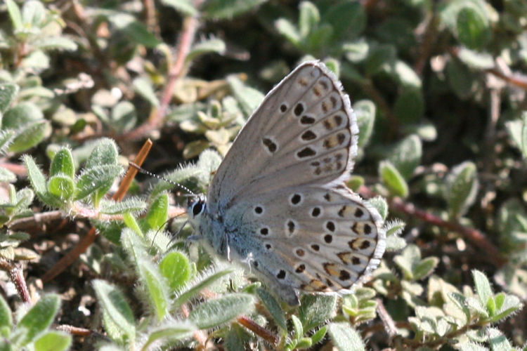Plebejus trappi: Bild 15