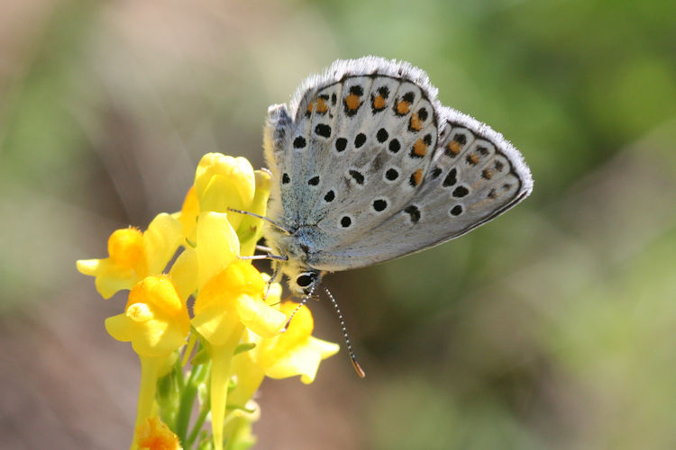 Plebejus trappi: Bild 16