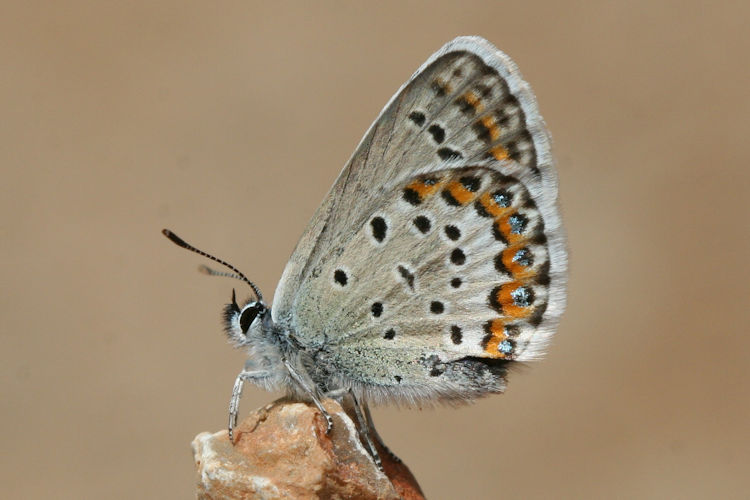 Plebejus argyrognomon: Bild 23