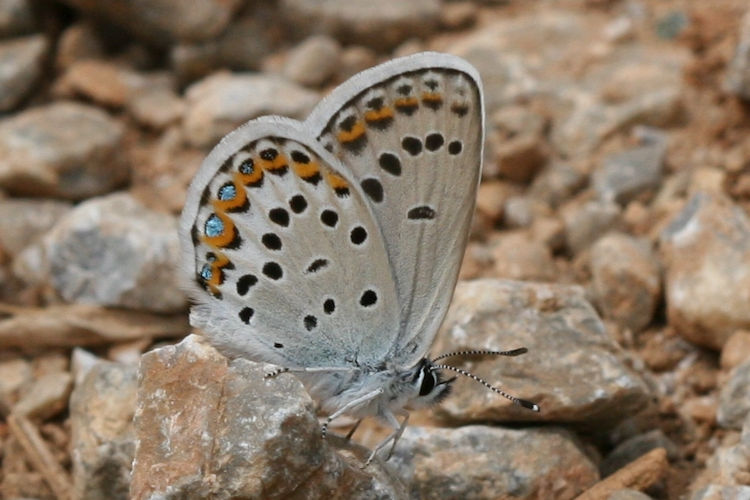 Plebejus argyrognomon: Bild 24