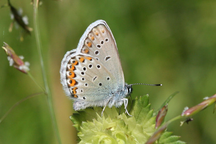 Plebejus idas: Bild 14