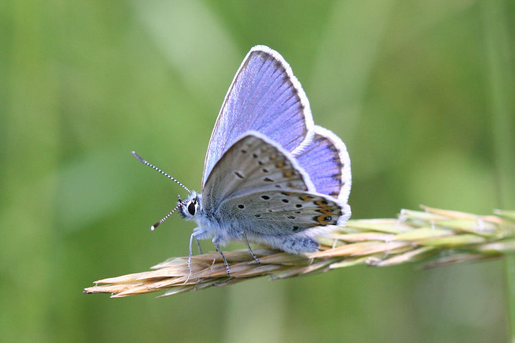 Plebejus idas: Bild 1