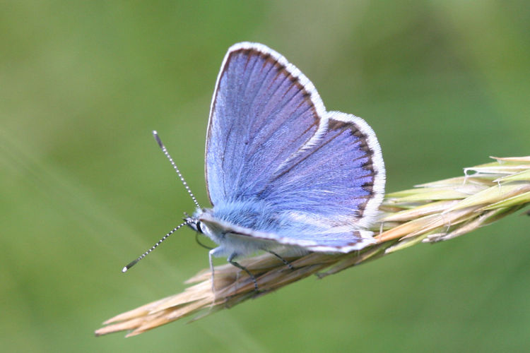 Plebejus idas: Bild 2