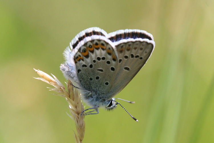 Plebejus idas: Bild 15