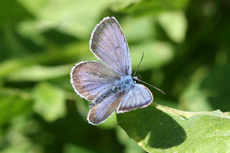 Plebejus argus: Bild 1