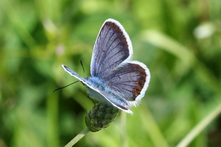 Plebejus argus: Bild 2