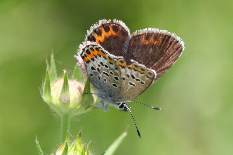 Plebejus argus: Bild 41