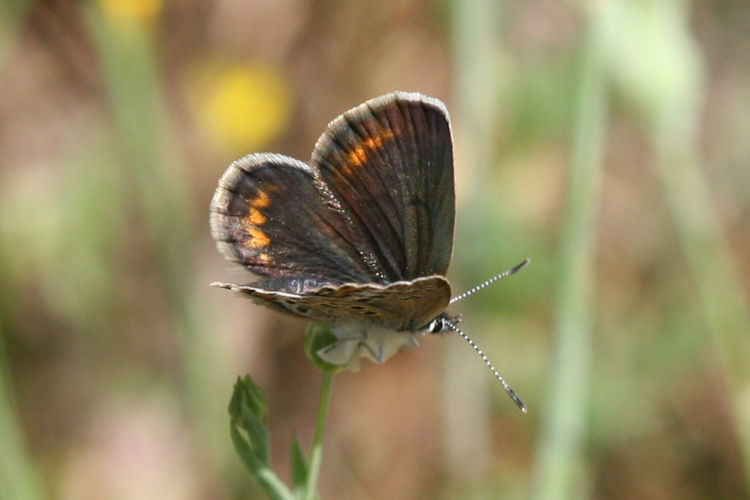 Plebejus argus: Bild 22