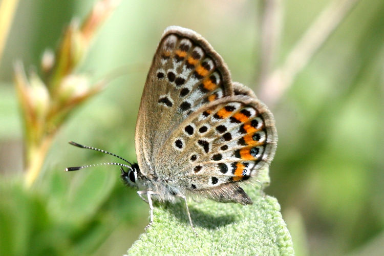 Plebejus argus: Bild 42