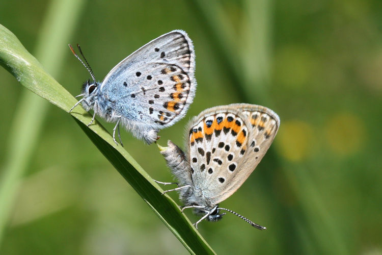 Plebejus argus: Bild 53