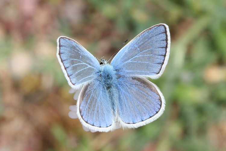 Polyommatus dorylas: Bild 1