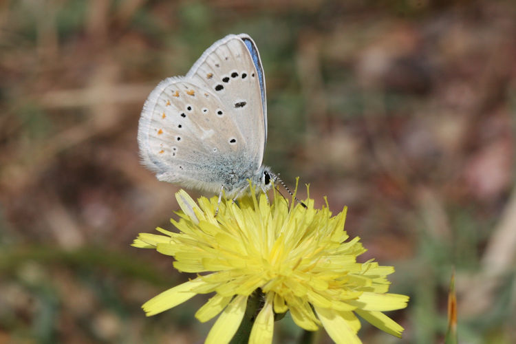 Polyommatus dorylas: Bild 11