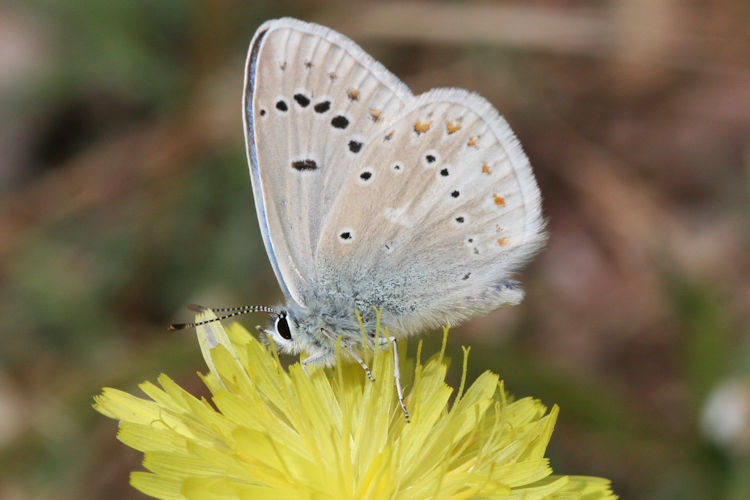 Polyommatus dorylas: Bild 12