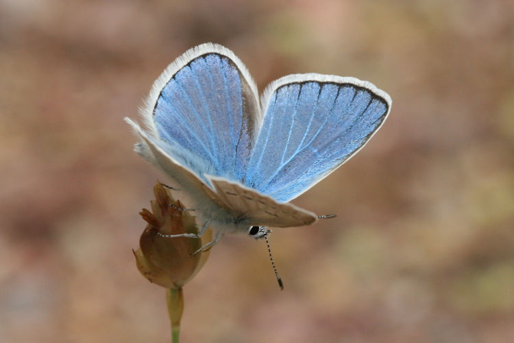 Polyommatus dorylas: Bild 2