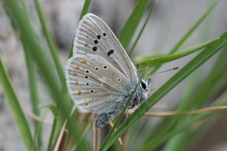 Polyommatus dorylas: Bild 14