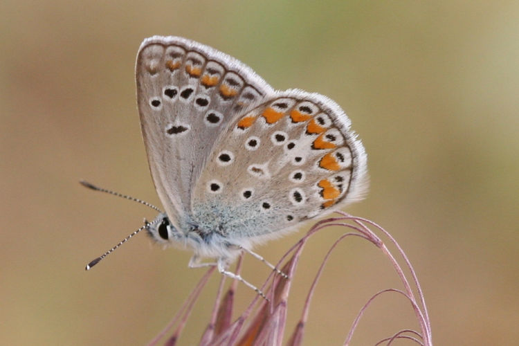 Polyommatus thersites: Bild 12